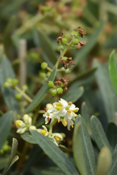 Wspólne Kwiaty Oliwek Nazwa Łacińska Olea Europaea — Zdjęcie stockowe