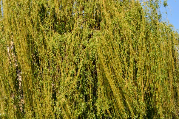 Golden Weeping Willow Treetop Латинська Назва Salix Alba Subsp Вітеліна — стокове фото