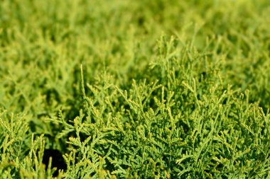 Küçük Tim Arborvitae - Latince adı Thuja occidentalis Minik Tim