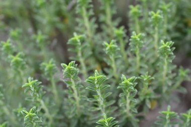 Dağ yaprakları - Latince adı - Satureja montana