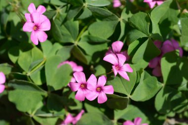Pembe tahta doru - Latince adı - Oxalis articulata