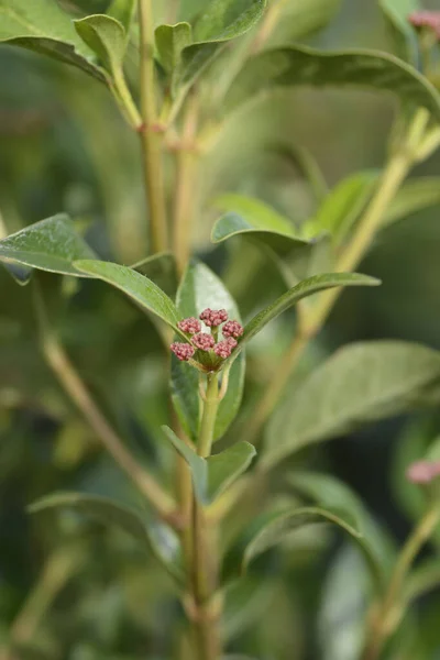 Laurustinus Eve Price Латинська Назва Viburnum Tinus Eve Price — стокове фото