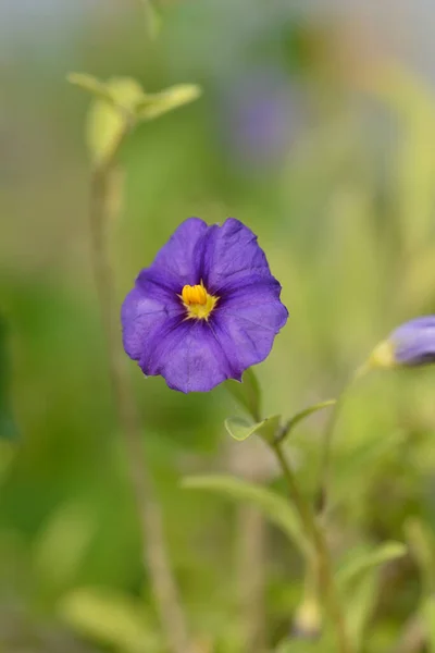 Niebieski Kwiat Krzewu Ziemniaka Łacińska Nazwa Lycianthes Rantonnetii Solanum Rantonetti — Zdjęcie stockowe