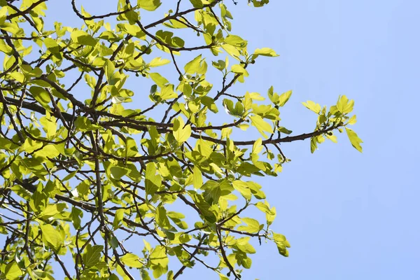 Branches Figuier Communes Contre Ciel Bleu Nom Latin Ficus Carica — Photo