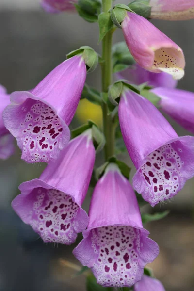 Foxglove Excelsior Hybrids Latin Name Digitalis Purpurea Excelsior Hybrids — Stock Photo, Image