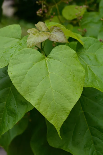 Common Catalpa Leaves Latin Name Catalpa Bignonioides — Stock Photo, Image