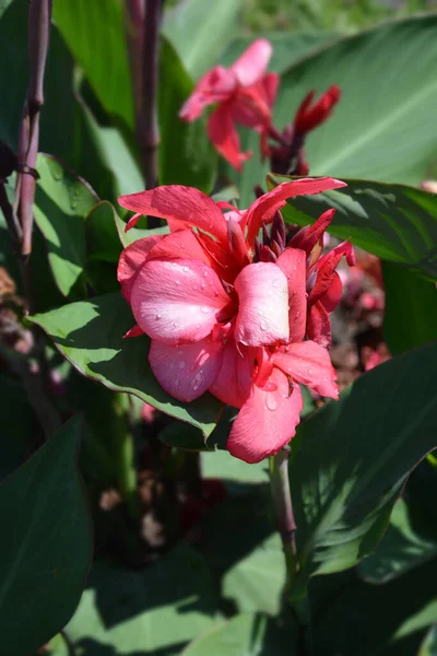 Canna Liljekonvalj Latinskt Namn Canna Generalis Tropical Rose — Stockfoto