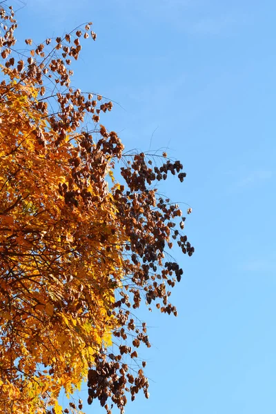 Branches Arbres Pluviaux Dorés Avec Gousses Graines Nom Latin Koelreuteria — Photo