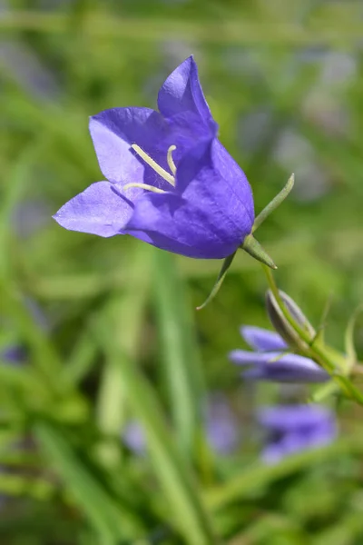 Peach Leaved Bellflower Latin Name Campanula Persicifolia — Stock Photo, Image