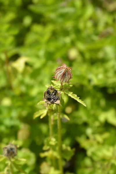 시간에 번오는 꼬투리 라틴어 Hibiscus Trionum — 스톡 사진