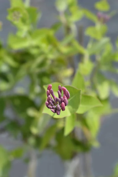 Honeysuckle Dropmore Scarlet Flower Buds Латинское Название Lonicera Brownii Dropmore — стоковое фото
