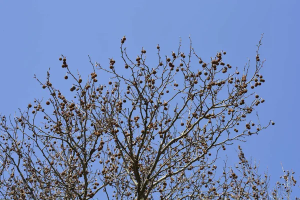 Avion Londres Nom Latin Platanus Hispanica Platanus Acerifolia — Photo