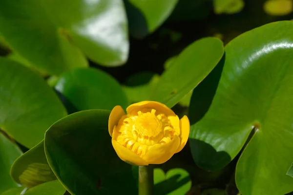 Yellow Water Lily Latin Name Nuphar Lutea — Stock Photo, Image