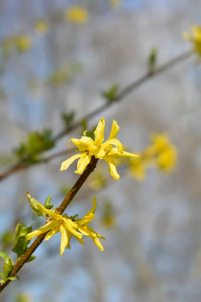 Плачущие Forsythia Желтые Цветы Латинское Название Forsythia Suspensa — стоковое фото