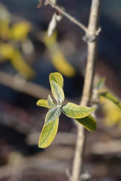 Nyári Orgona Levelek Latin Név Buddleja Davidii — Stock Fotó