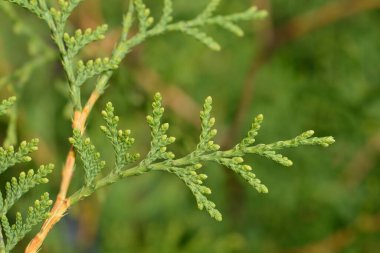 Arborvitae Brabant dalı - Latince adı - Thuja occidentalis Brabant