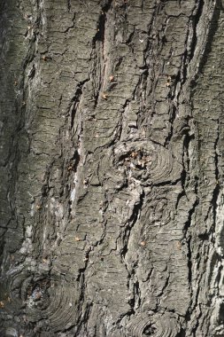 Doğu beyaz çam kabuğu - Latince adı - Pinus strobus