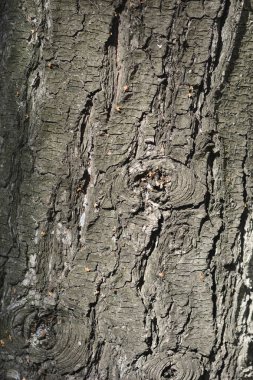 Eastern white pine bark - Latin name - Pinus strobus clipart