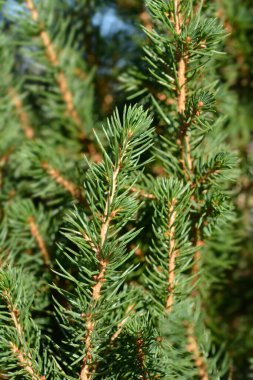 Cüce Alberta ladin Conica Aralık - Latince adı Picea glauca Conica Aralık