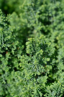 Üst Atlantik beyaz selvi - Latince adı Chamaecyparis thyoides