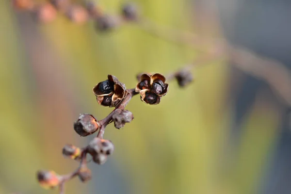 Emily Mckenzie 라틴어 Crocosmia Ccrosmiflyflora Emily Mckenzie — 스톡 사진