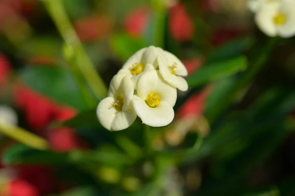 Białe Chrystusa Cierniowe Kwiaty Łacińska Nazwa Euphorbia Milii — Zdjęcie stockowe