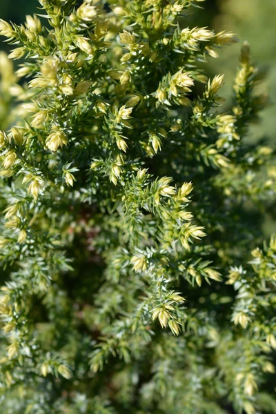 Juniper Hulsdonk Yellow Λατινική Ονομασία Juniperus Pingii Hulsdonk Yellow — Φωτογραφία Αρχείου