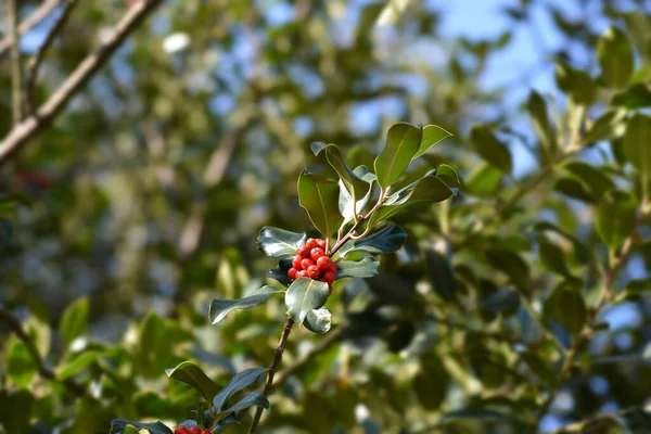 Rama Common Holly Nombre Latín Ilex Aquifolium —  Fotos de Stock