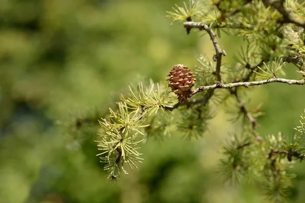 Larch Diana Branch Latin Name Larix Kaempferi Diana — Stock Photo, Image