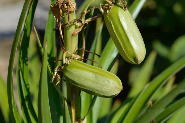 İspanyol süngüsü olgunlaşmamış meyve - Latince adı - Yucca aloifolia