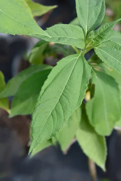 Foglie Topinambur Nome Latino Helianthus Tuberosus — Foto Stock