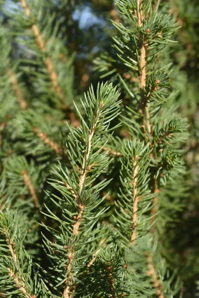 Cüce Alberta ladin Conica Aralık - Latince adı Picea glauca Conica Aralık