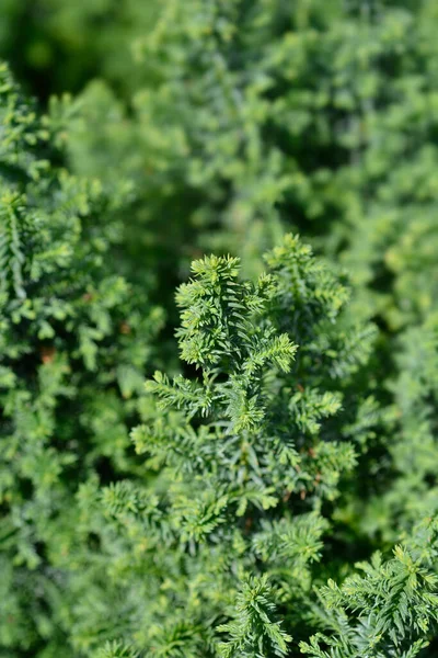 Üst Atlantik beyaz selvi - Latince adı Chamaecyparis thyoides