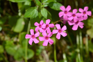 Pembe tahta doru - Latince adı - Oxalis articulata