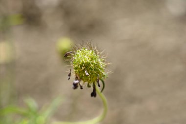 İğnelik çiçeği Beaujolais Bonnet 'in tohum başı - Latince adı - Scabiosa atropurpurea Beaujolais Bonnets