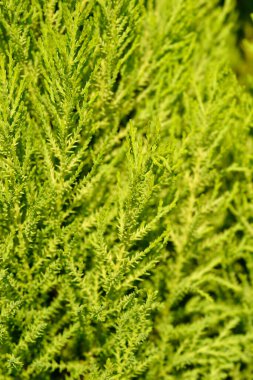 Monterey Cypress Wilma - Latince adı Cupressus makrocarpa Wilma