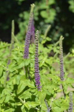 İran Alman çiçekleri - Latince adı - Teucrium hircanicum