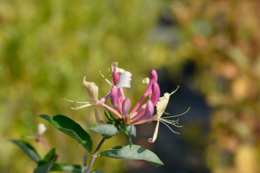 Hanımeli Belgica çiçekleri - Latince adı - Lonicera periclymenum Belgica