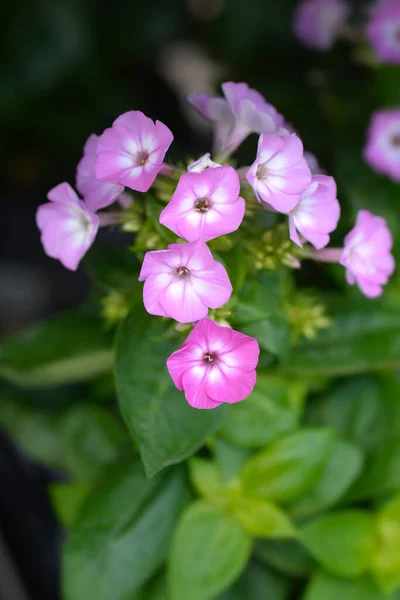 Phlox Purple Eye Flame Flowers Nome Latino Phlox Paniculata Purple — Foto Stock