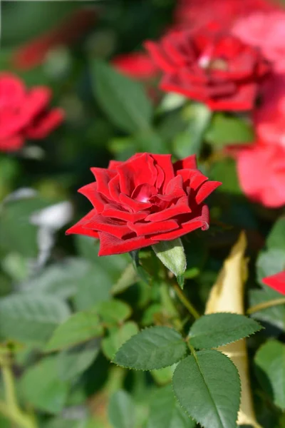Red Rose Kordana Series Flower Latin Name Rosa Kordana Series — Stock Photo, Image