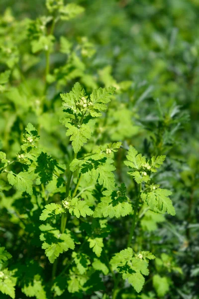 Золотая Лихорадка Латинское Название Tanacetum Parthenium Aureum Chrysantemum Parthenium Aureum — стоковое фото