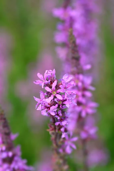 Flor Loosestrife Roxa Nome Latino Lythrum Salicaria — Fotografia de Stock