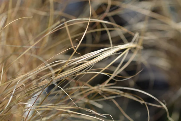 Nový Zéland Sedge Prairie Fire Latinské Jméno Carex Testacea Prairie — Stock fotografie