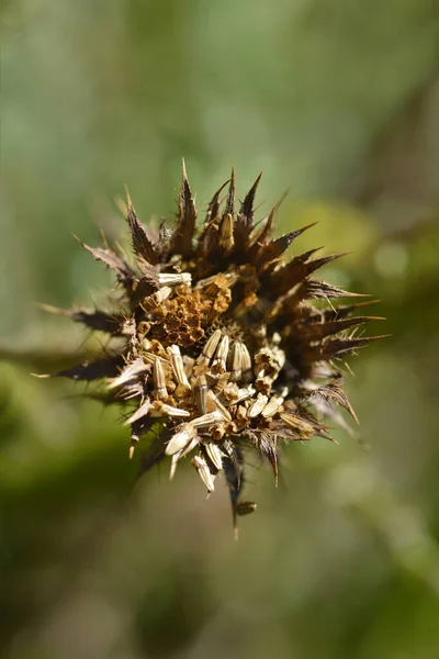 Güneşli papatya başları - Latince adı - Berkheya radula