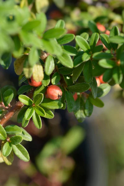 Bearberry Cotoneaster Coral Beauty Berry Nome Latino Cotoneaster Dammeri Coral — Fotografia de Stock