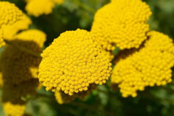 Placă Aur Flori Săgeată Nume Latin Achillea Filipendulina Placă Aur — Fotografie, imagine de stoc