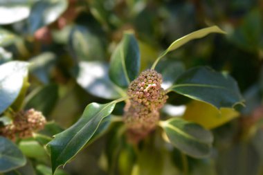 Yaygın Holly şubesi - Latince adı - Ilex aquifolium