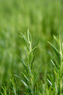 Rosemary yaprakları - Latince adı - Rosmarinus officinalis