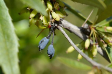 Wintergreen böğürtlen - Latince adı - Berberis julianae