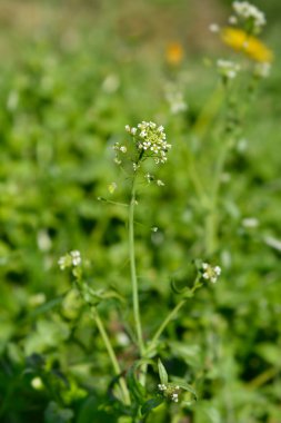 Çobanlar çanta çiçeği - Latince adı - Capsella bursa-pastoris